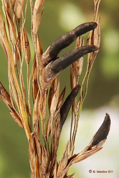 ارگوت / سیخک جو